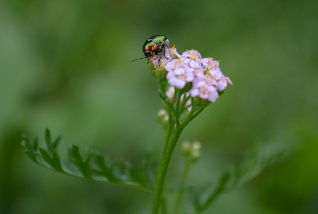 Cryptocephalus sp.  (Chrysomelidae)